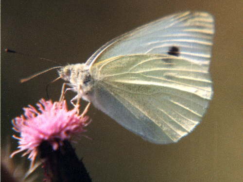 zur�ck zur Auswahl -Tagfalter-