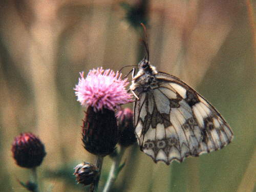 zur�ck zur Auswahl -Tagfalter-