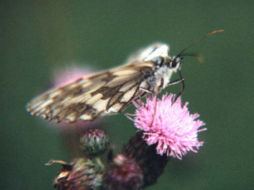 zur�ck zur Auswahl -Tagfalter-