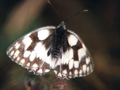 zur�ck zur Auswahl -Tagfalter-