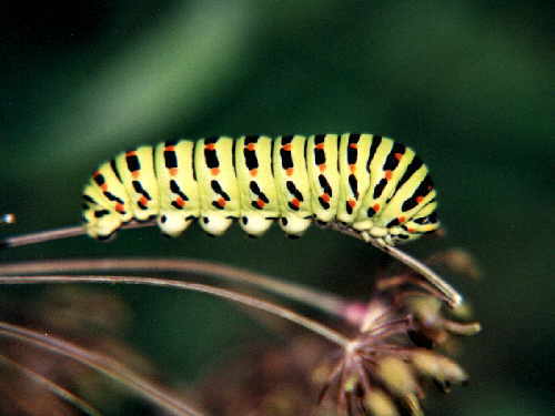 zur�ck zur Auswahl -Raupen-