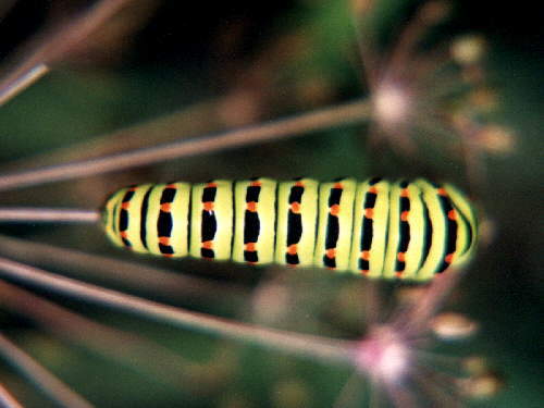 zur�ck zur Auswahl -Raupen-