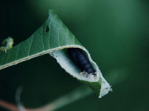 zur�ck zur Auswahl -Raupen-