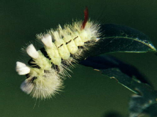 zur�ck zur Auswahl -Raupen-