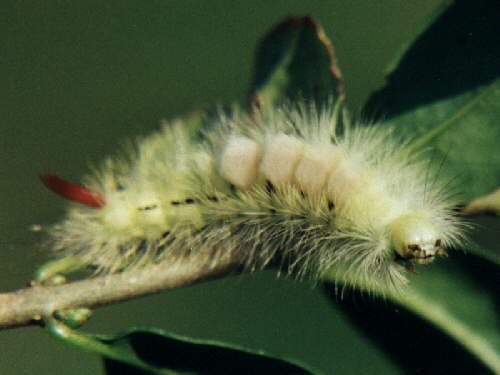 zur�ck zur Auswahl -Raupen-