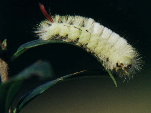 zur�ck zur Auswahl -Raupen-