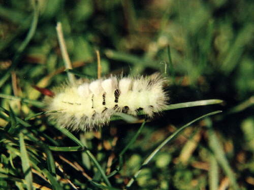 zur�ck zur Auswahl -Raupen-