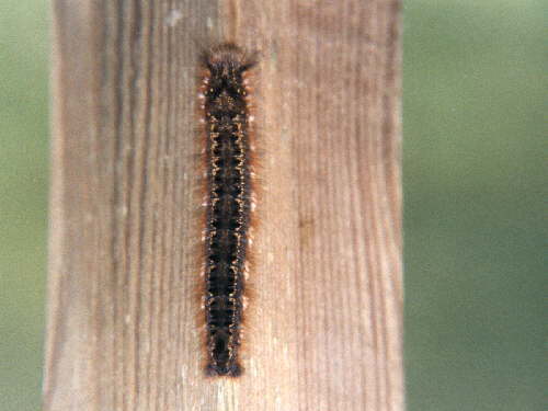 zur�ck zur Auswahl -Raupen-