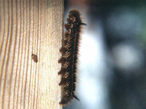 zur�ck zur Auswahl -Raupen-