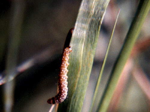 zur�ck zur Auswahl -Raupen-