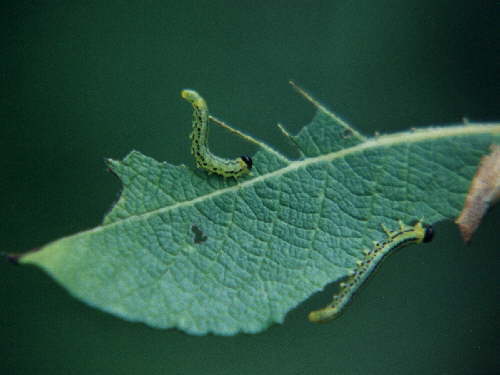 zur�ck zur Auswahl -Raupen-