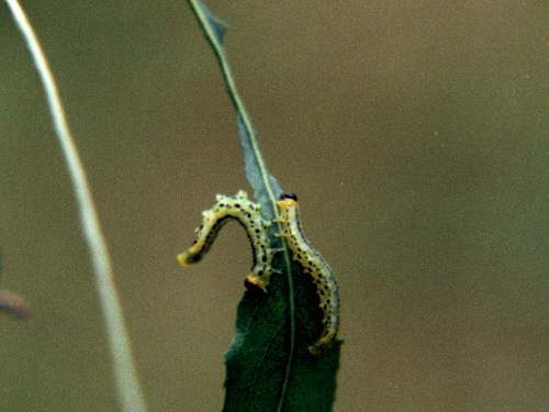 zur�ck zur Auswahl -Raupen-