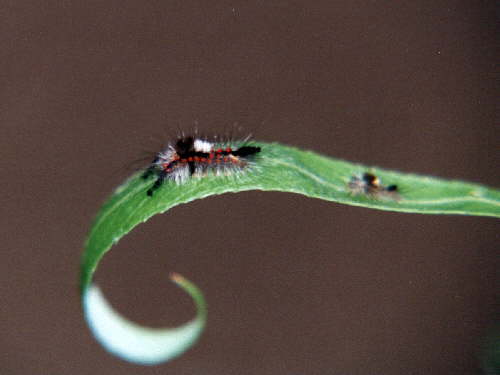 zur�ck zur Auswahl -Raupen-