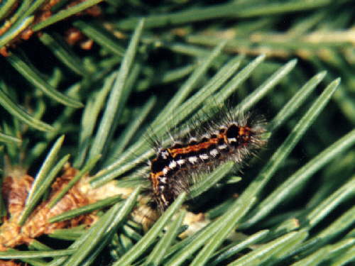 zur�ck zur Auswahl -Raupen-