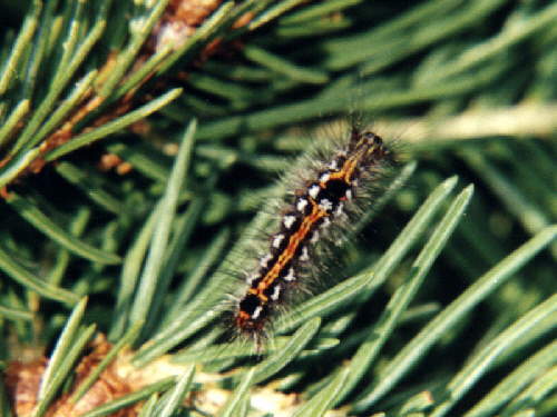 zur�ck zur Auswahl -Raupen-