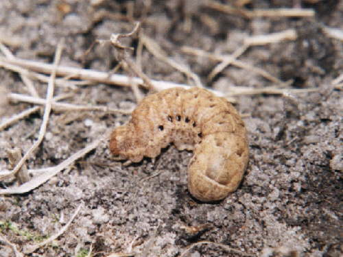 zur�ck zur Auswahl -Raupen-