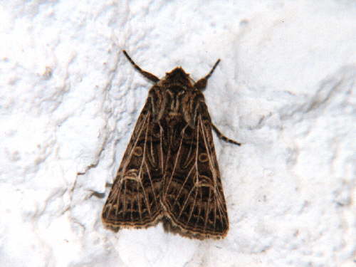 zur�ck zur Auswahl -Nachtfalter-