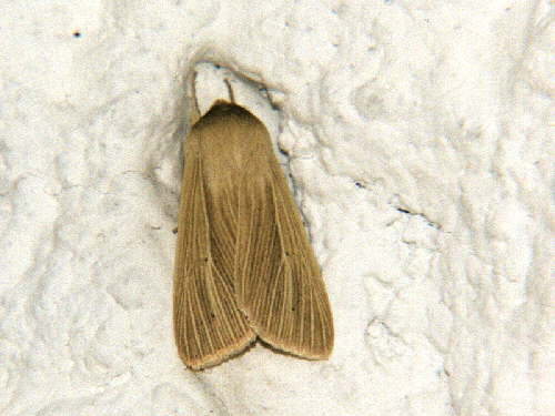 zur�ck zur Auswahl -Nachtfalter-