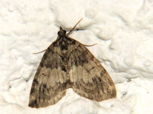 zur�ck zur Auswahl -Nachtfalter-