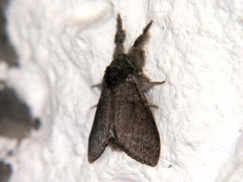 zur�ck zur Auswahl -Nachtfalter-