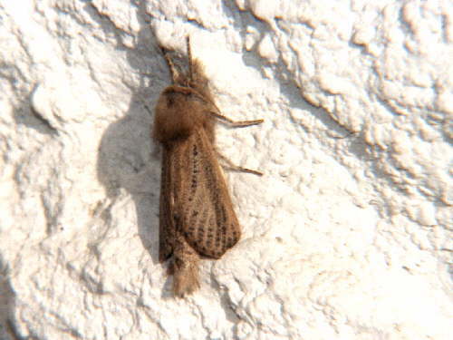 zur�ck zur Auswahl -Nachtfalter-