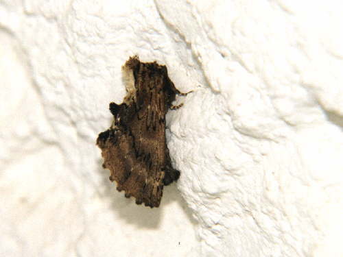 zur�ck zur Auswahl -Nachtfalter-