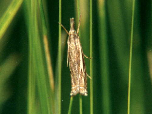 zur�ck zur Auswahl -Nachtfalter-