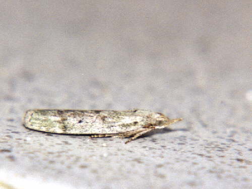 zur�ck zur Auswahl -Nachtfalter-