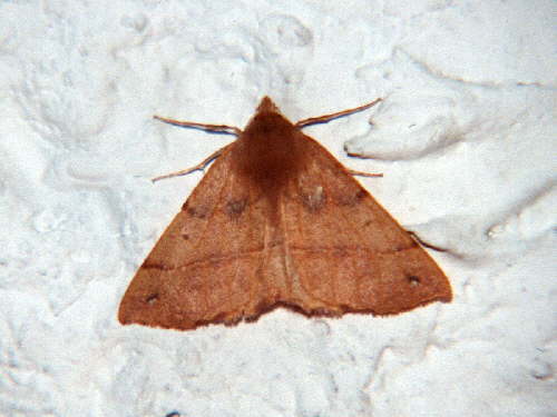 zur�ck zur Auswahl -Nachtfalter-