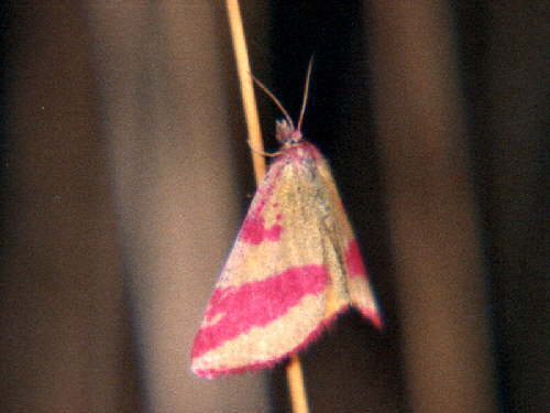 zur�ck zur Auswahl -Nachtfalter-