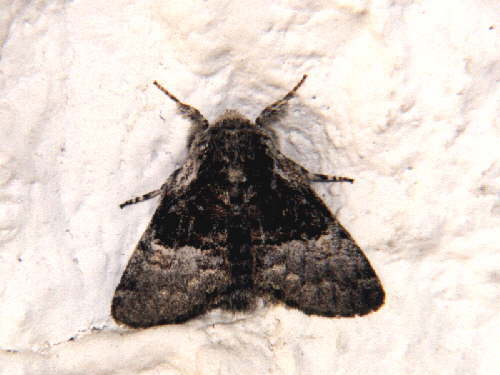 zur�ck zur Auswahl -Nachtfalter-