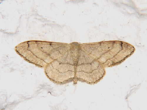 zur�ck zur Auswahl -Nachtfalter-