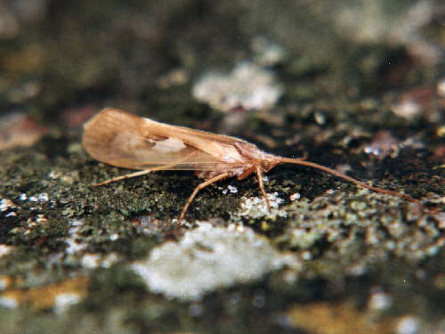 zur�ck zur Auswahl -Nachtfalter-