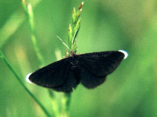 zur�ck zur Auswahl -Tagfalter-