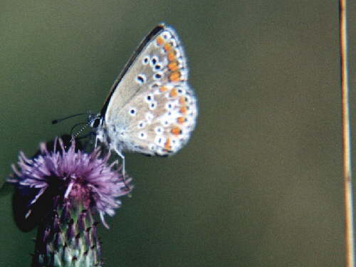 zur�ck zur Auswahl -Tagfalter-