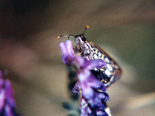 zur�ck zur Auswahl -Tagfalter-