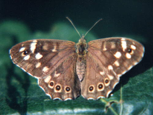 zur�ck zur Auswahl -Tagfalter-