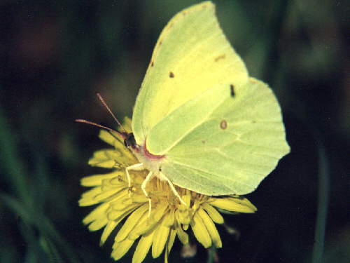 zur�ck zur Auswahl -Tagfalter-