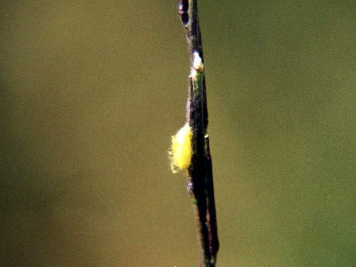 zur�ck zur Auswahl -Weitere Ordnungen-