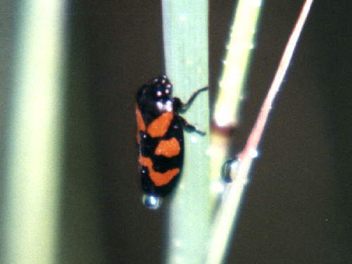 zur�ck zur Auswahl -Weitere Ordnungen-