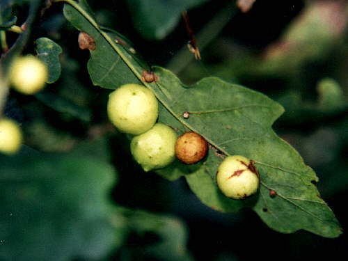 zur�ck zur Auswahl -Hautfl�gler-