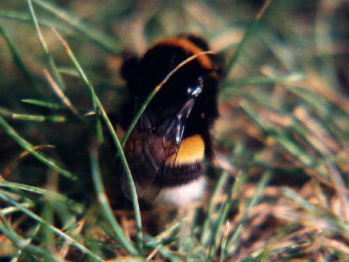 zur�ck zur Auswahl -Hautfl�gler-