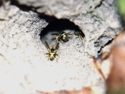 zur�ck zur Auswahl -Hautfl�gler-