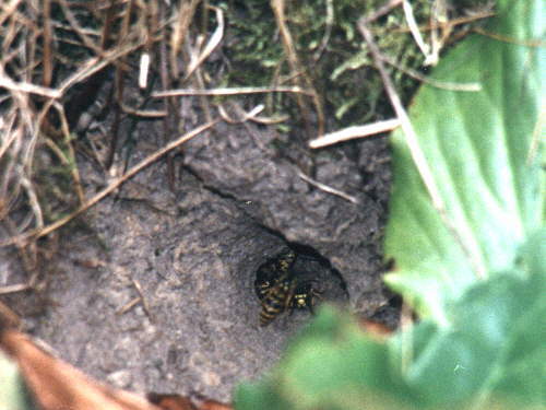 zur�ck zur Auswahl -Hautfl�gler-