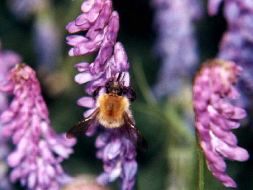 zur�ck zur Auswahl -Hautfl�gler-