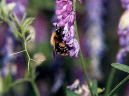 zur�ck zur Auswahl -Hautfl�gler-