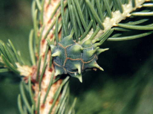 zur�ck zur Auswahl -Weitere Ordnungen-