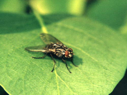 zur�ck zur Auswahl -Weitere Ordnungen-