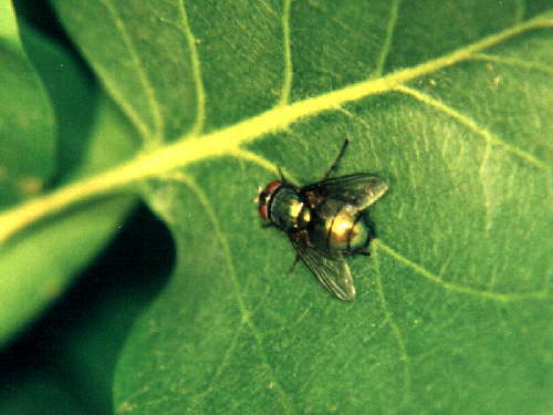 zur�ck zur Auswahl -Weitere Ordnungen-