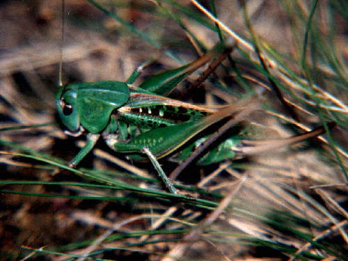 zur�ck zur Auswahl -Weitere Ordnungen-